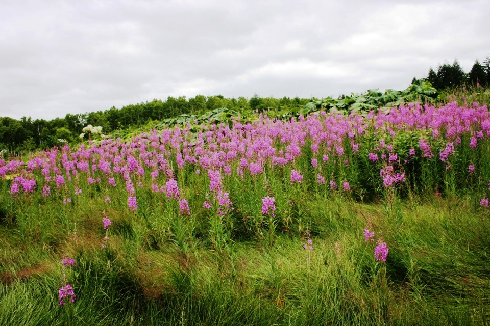 Фото в бортжурнале Nissan Safari (Y60)