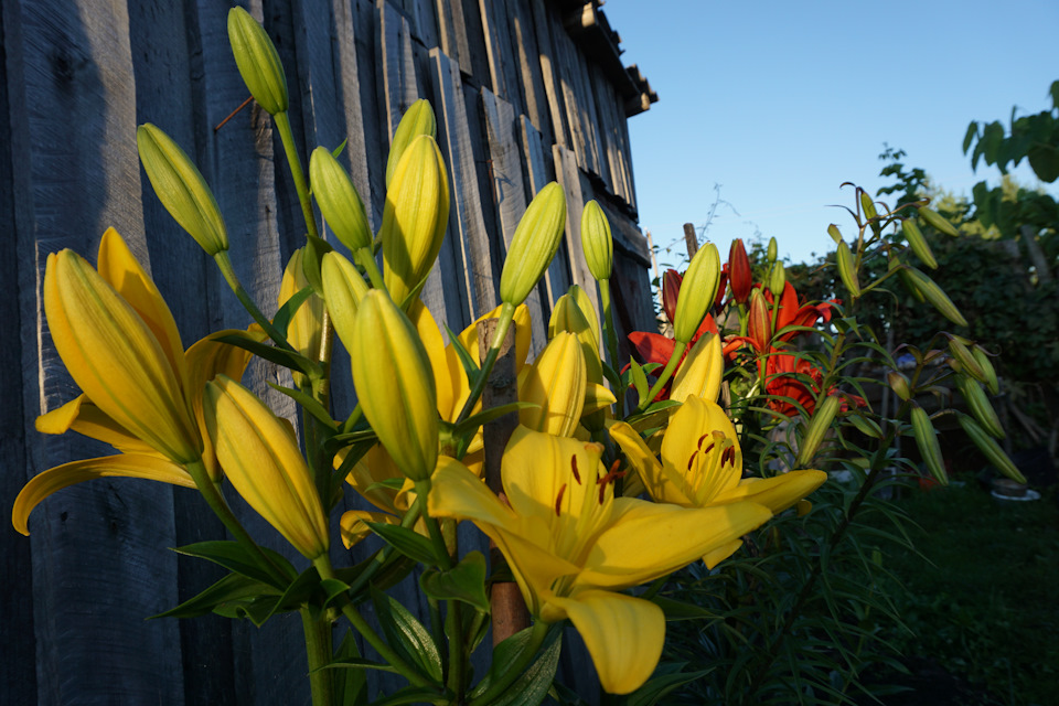 Фото в бортжурнале Nissan Murano II