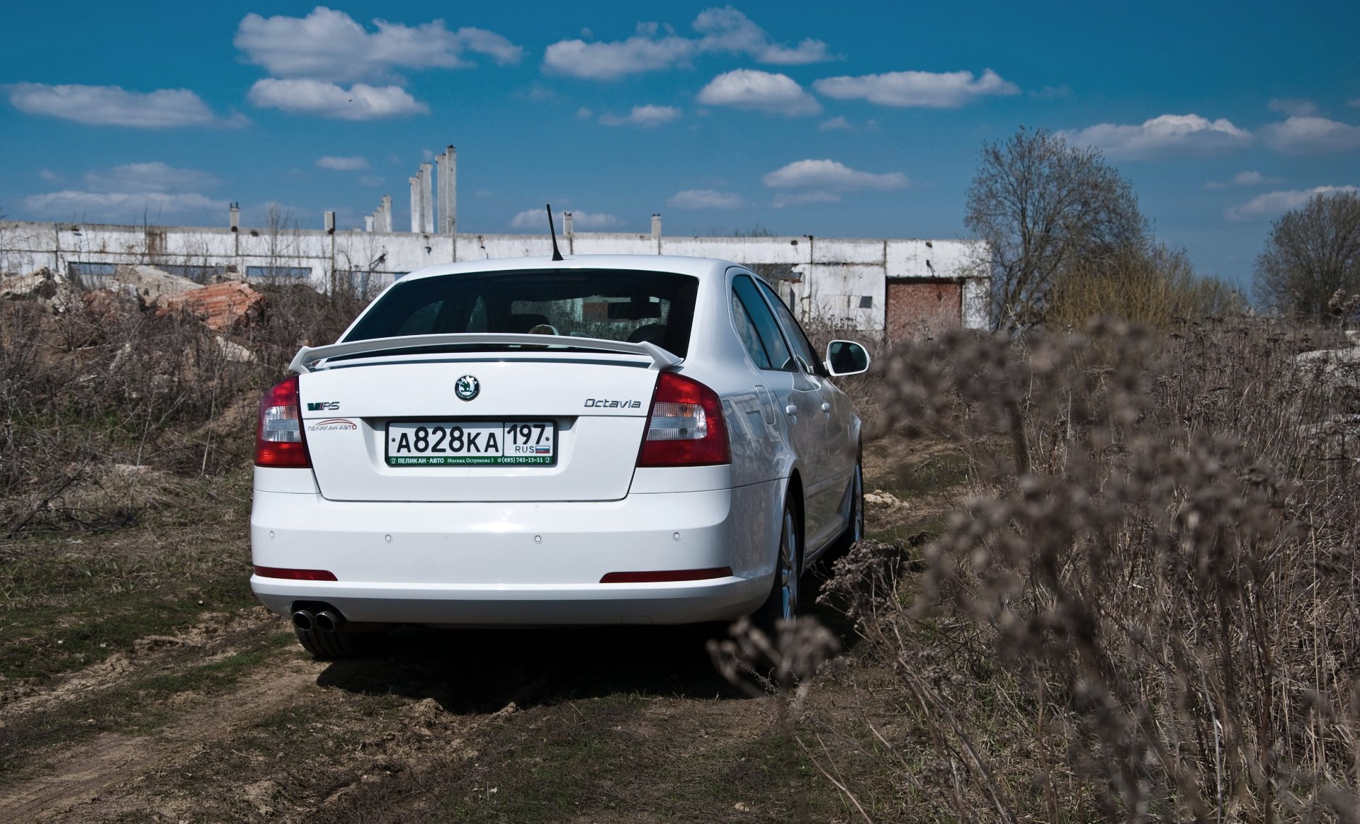 На лугу, на лугу, на лугу пасется кто? — Skoda Octavia RS A5 Mk2, 2 л, 2010  года | фотография | DRIVE2