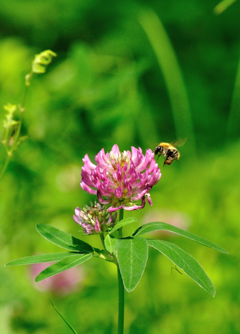 Пчелиная работа — Сообщество «Фотография» на DRIVE2