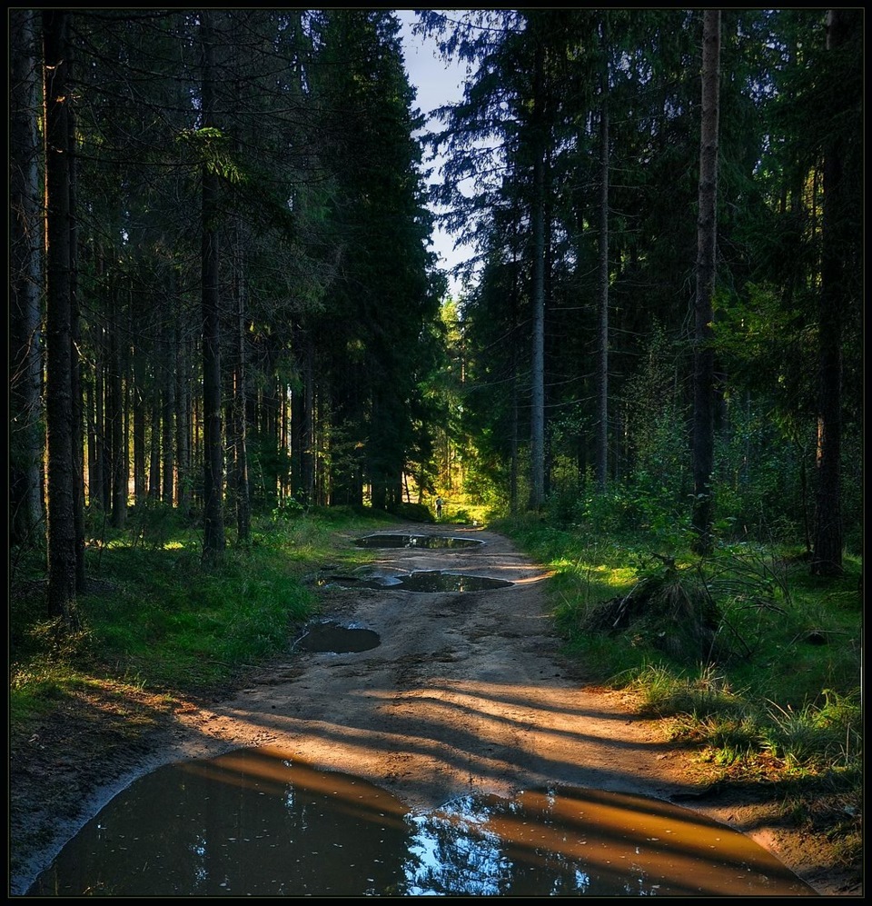 Рисунок лес после дождя