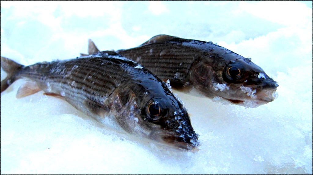 Хариус зимой. Рыбы живущие в Енисее. Хариус рыба Енисей. Улов хариуса зимой.