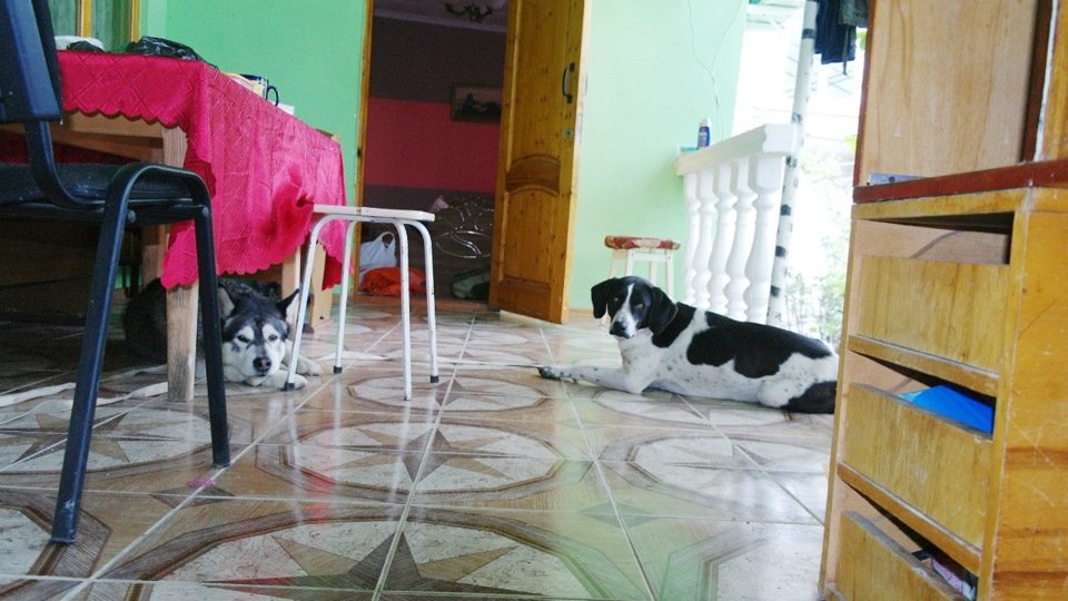 Наша борбозяка и хозяйский пес — Mitsubishi Pajero (2G)