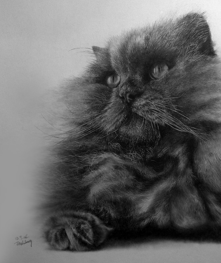 Рисунок кошки углем