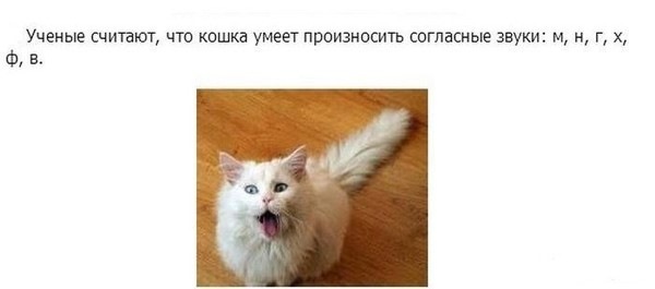 Факты про кошек интересные