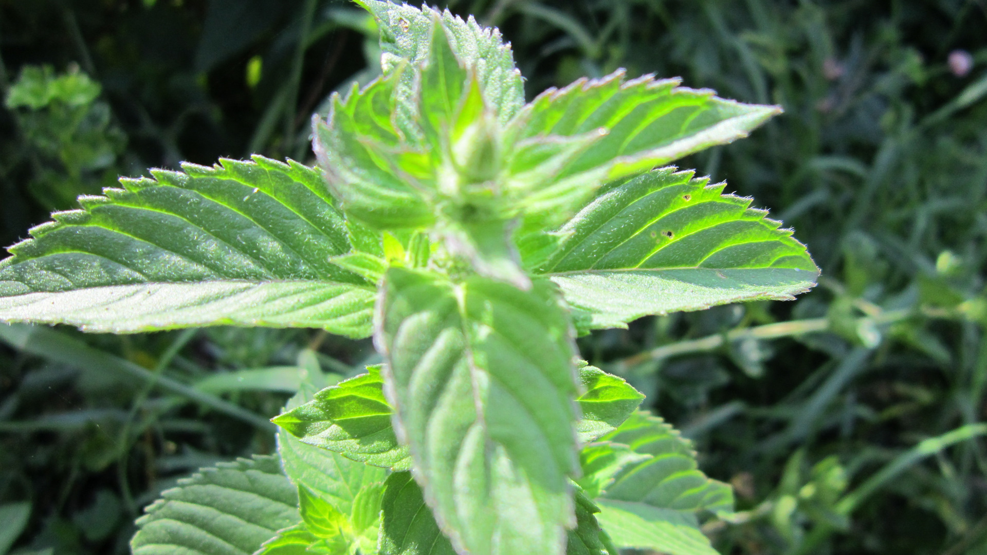 мятка деревня. темная мята. мята растение. мята перечная листья. мята перечная.