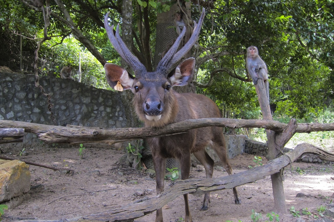 Khao kheow zoo. Кхао Кхео Паттайя. Зоопарк као Кео. Зоопарк в Таиланде Кхао Кхео. Открытый зоопарк Кхао Кхео Паттайя.