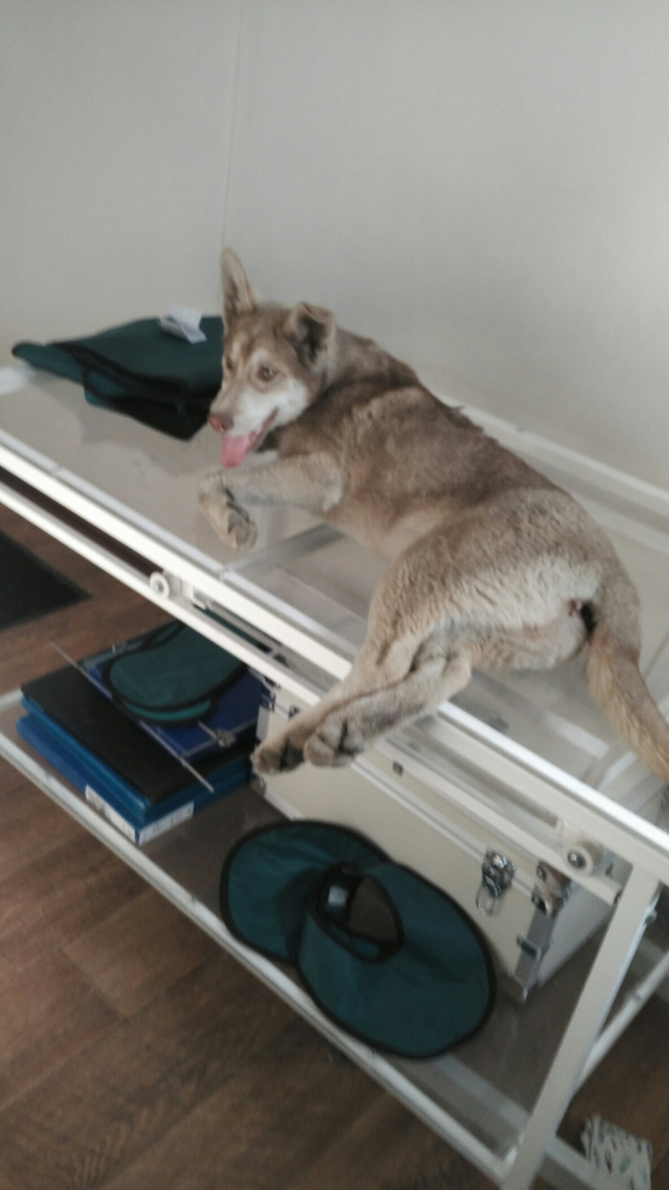 Фото в бортжурнале Toyota Hilux (7G)