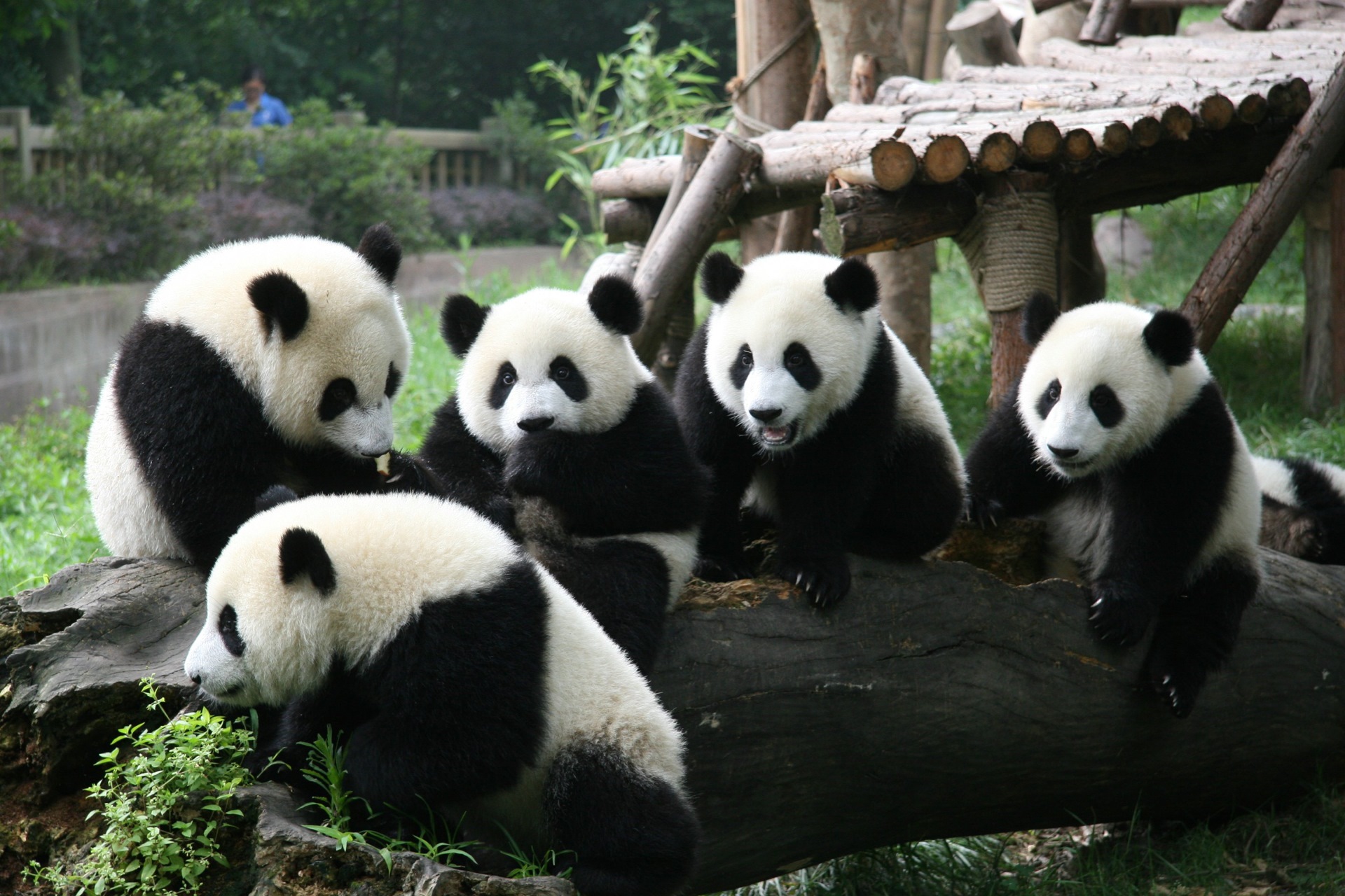 Сычуань Китай панды