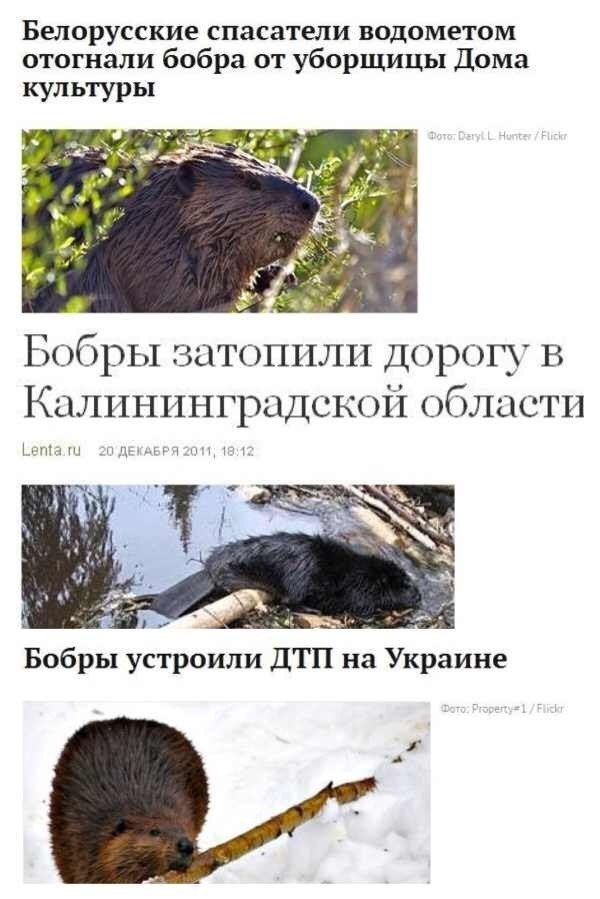 Выдыхай бобер картинки