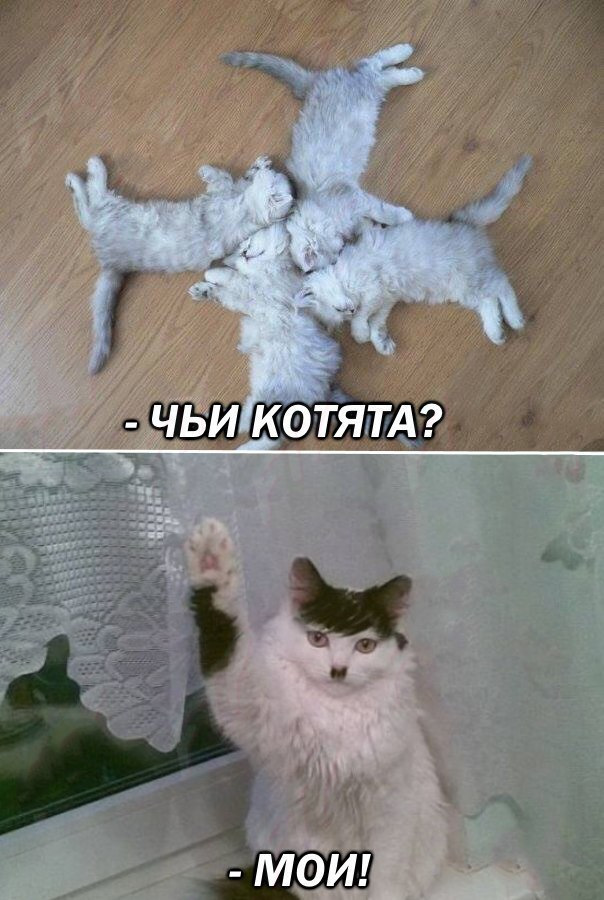 Смешные мемы с котятами