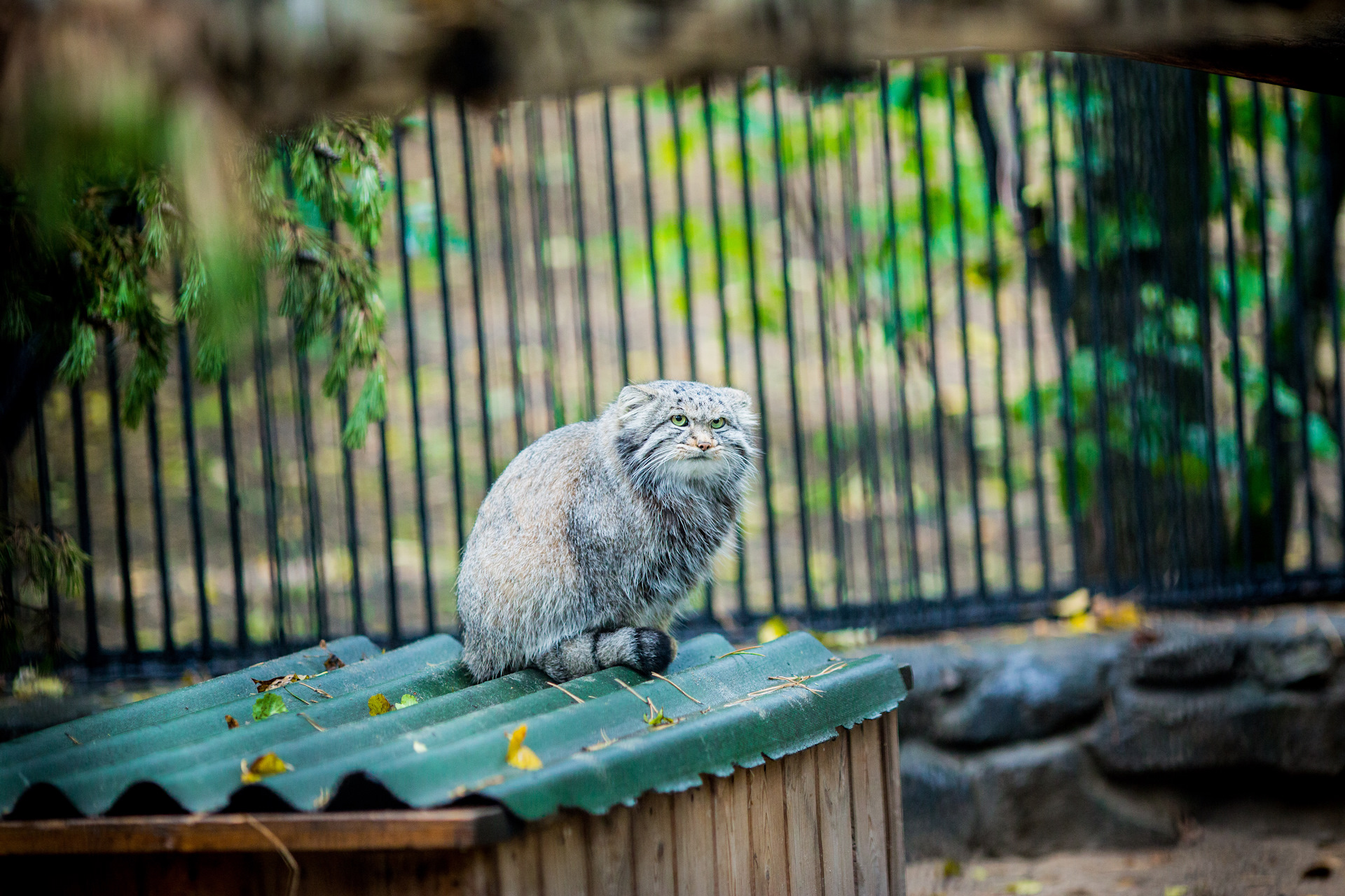 зоопарк новосибирск осенью фото