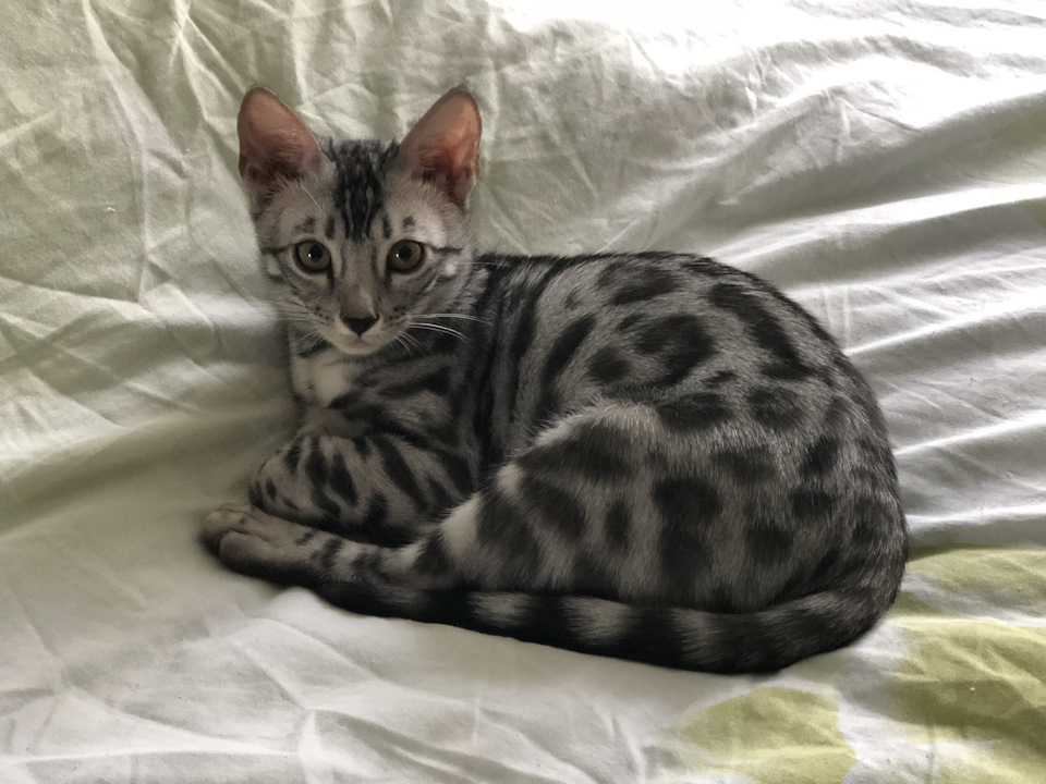 Всем пятнистых! — Suzuki Jimny (1G)