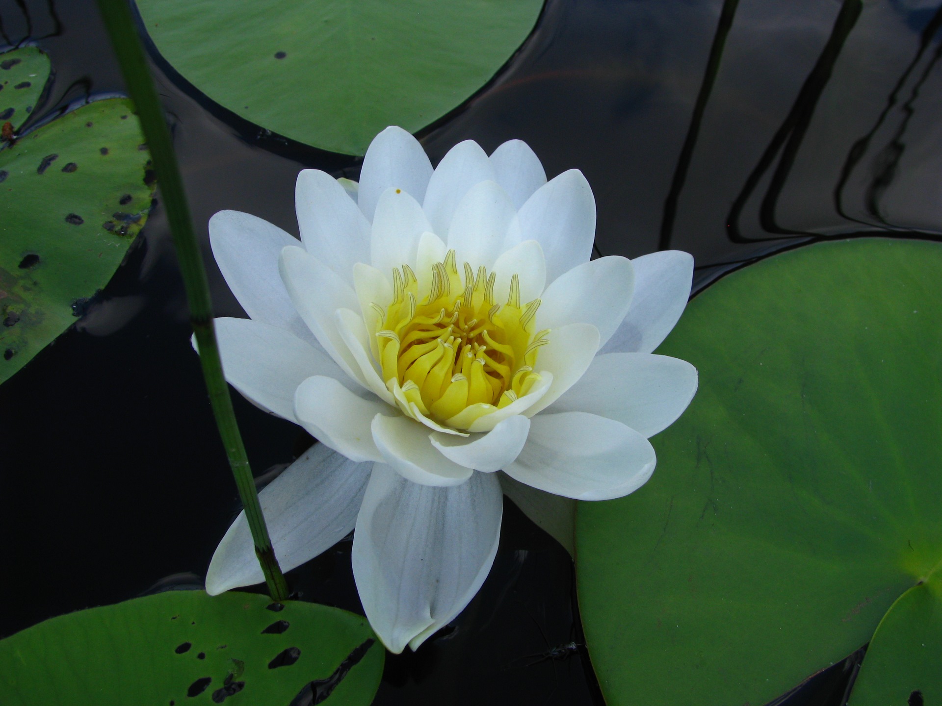 Кувшинка на болоте. Фотографии кувшинок. Лилия на болоте фото. Название белого цветка похож на лилию высокий.