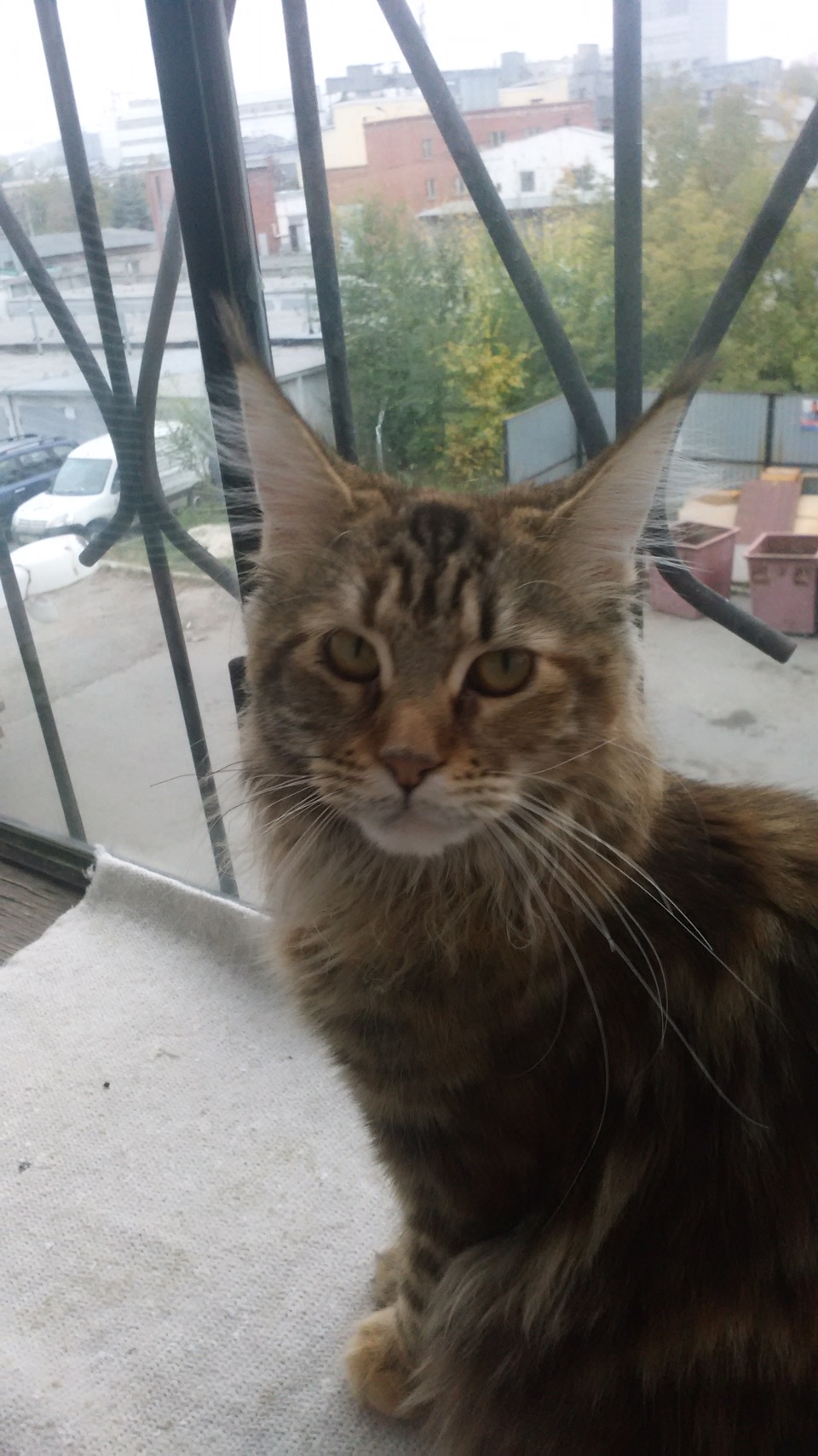 Наша радость — ГАЗ Газель, 2 л, 2001 года | наблюдение | DRIVE2