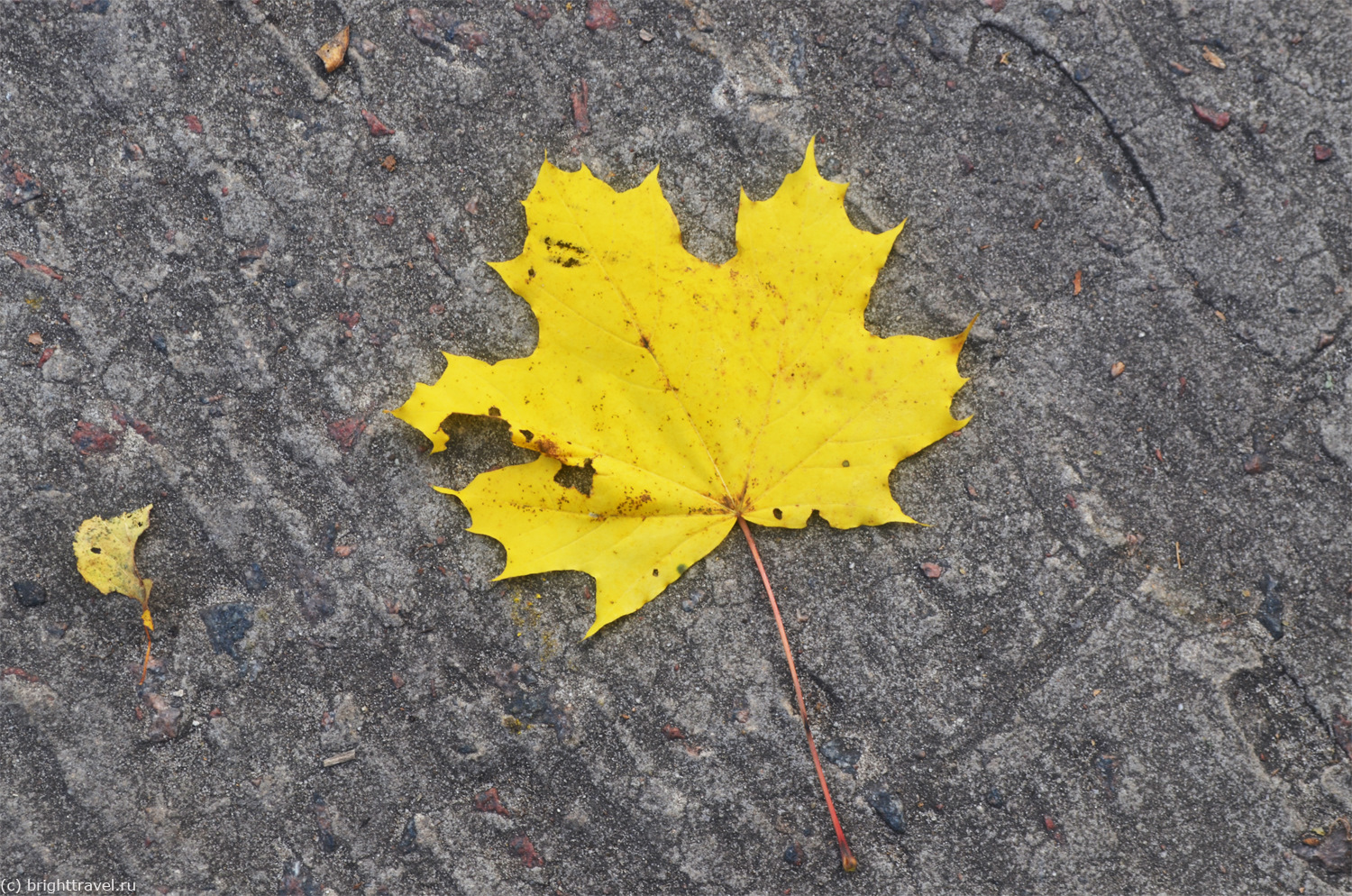 Листья желтые оригинал слушать. Желтый лист. Листья жёлтые над городом. Желтый лист а4. Пошарпанный желтый лист.