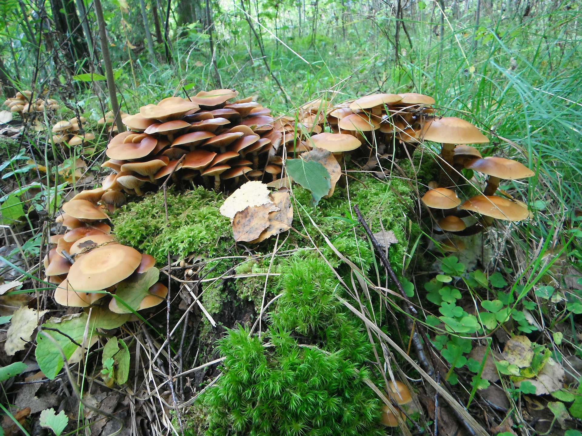 Съедобные грибы Иркутской области