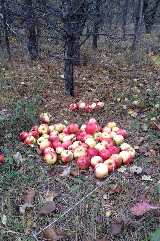 Заброшенный яблоневый сад. Яблоневые сады в подмосковье заброшенные. Старый заброшенный сад. Заброшенные сады яблок. Заброшенный яблочный сад в москве.