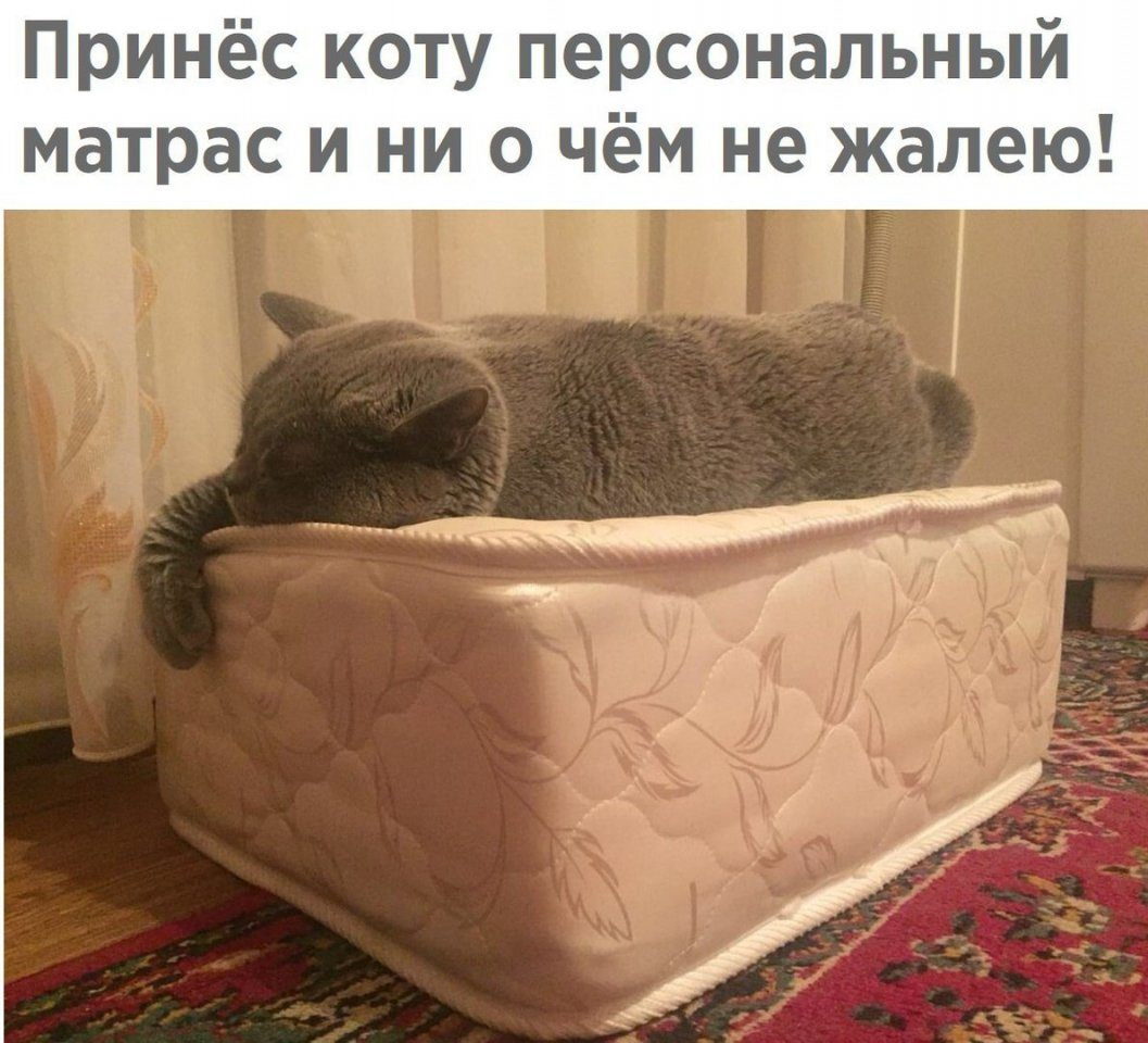 Кот начал писать на кровать