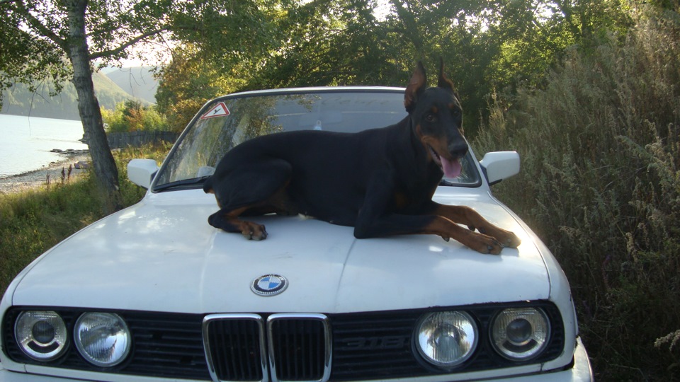 кузов — BMW 3 series Coupe (E30), 1989 года | своими руками | DRIVE2