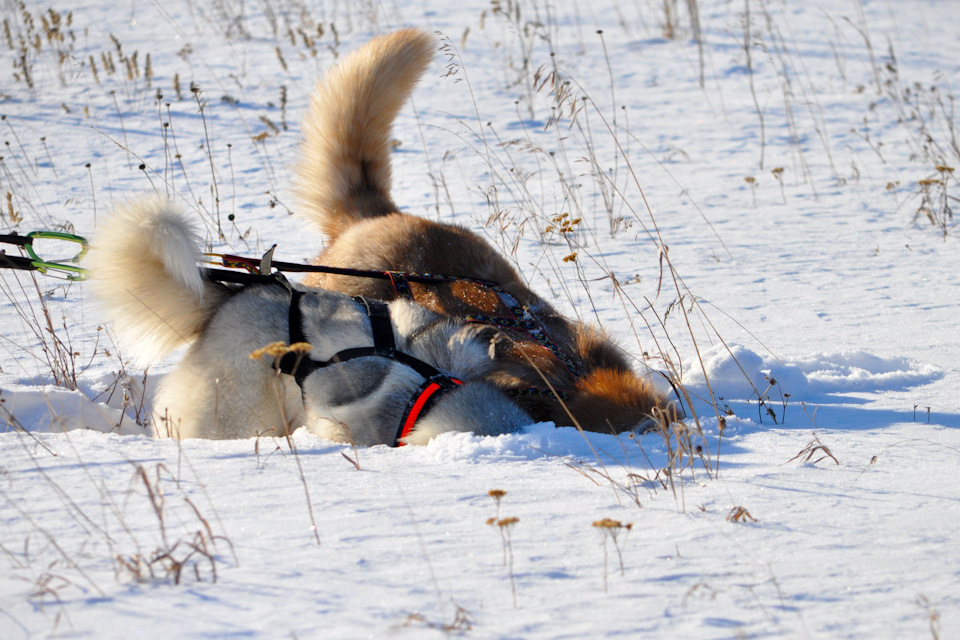 Мышшшь! — Jeep Grand Cherokee (ZJ)