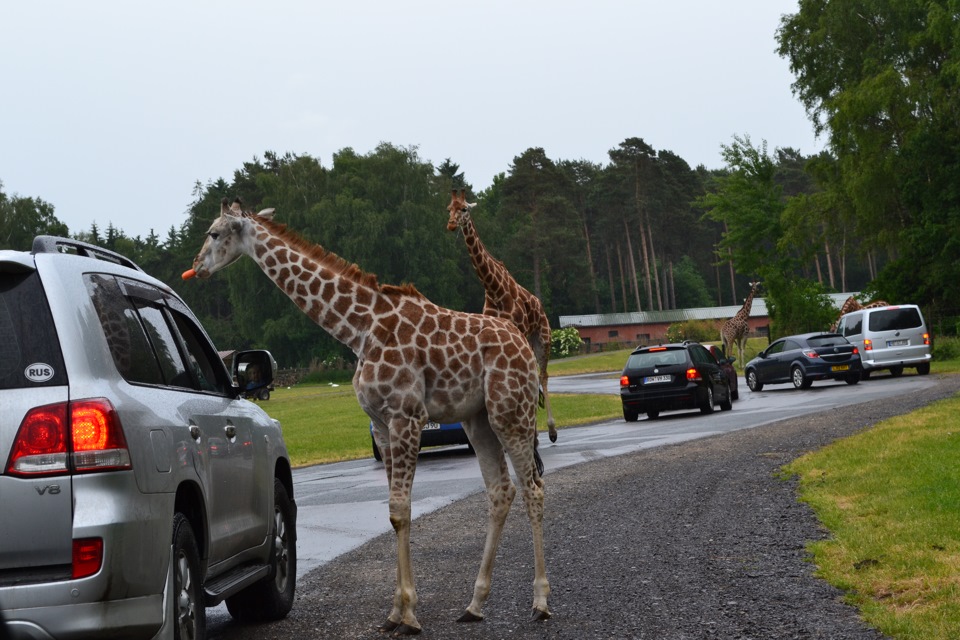 Serengeti Park Bollenson расстояние