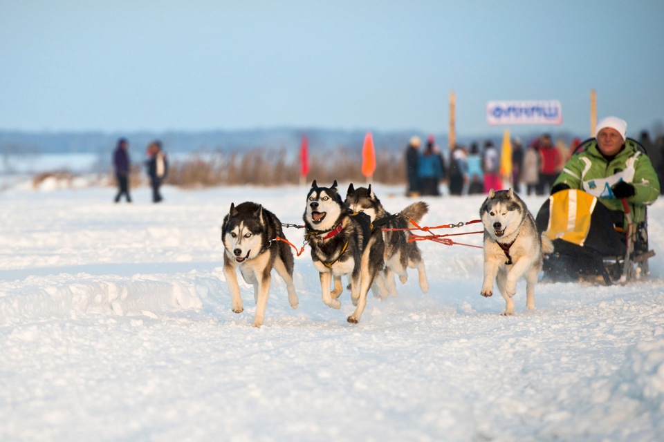 Катание на хаски красноярск