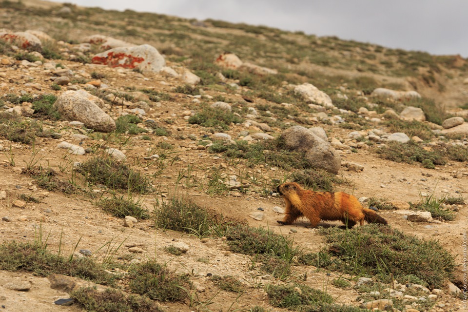 Фото в бортжурнале Land Rover Defender (L315/L316)
