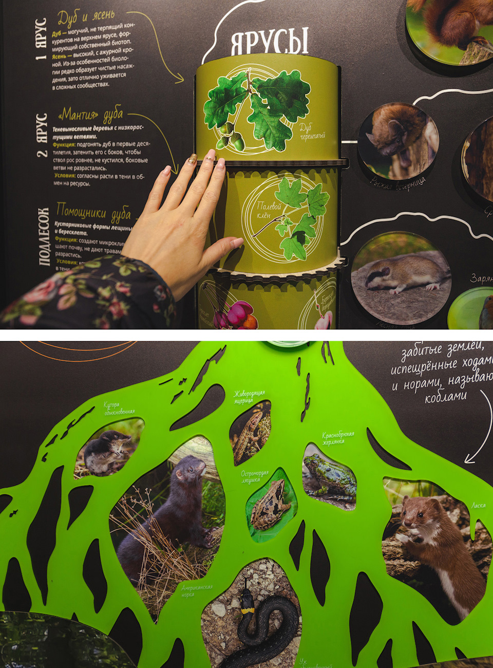 воронежский заповедник история создания. 199945s 960. воронежский заповедник история создания фото. воронежский заповедник история создания-199945s 960. картинка воронежский заповедник история создания. картинка 199945s 960. Липецкая и Воронежская области воронежский заповедник история создания. 199945s 960. воронежский заповедник история создания фото. воронежский заповедник история создания-199945s 960. картинка воронежский заповедник история создания. картинка 199945s 960. Липецкая и Воронежская области