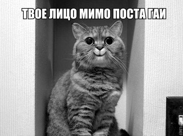 Хорошего дня котик мем