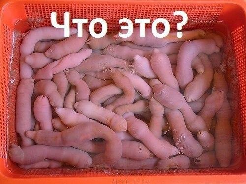 картинки чисто поржать