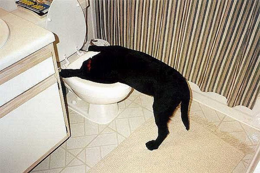 Кошку тошнит