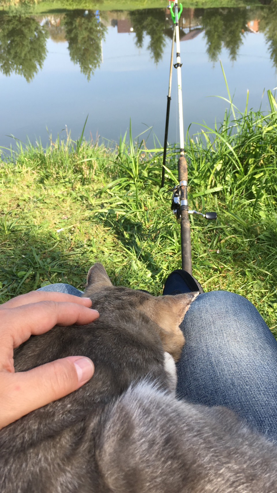 по вылизывался и лег спать — Opel Insignia (1G)