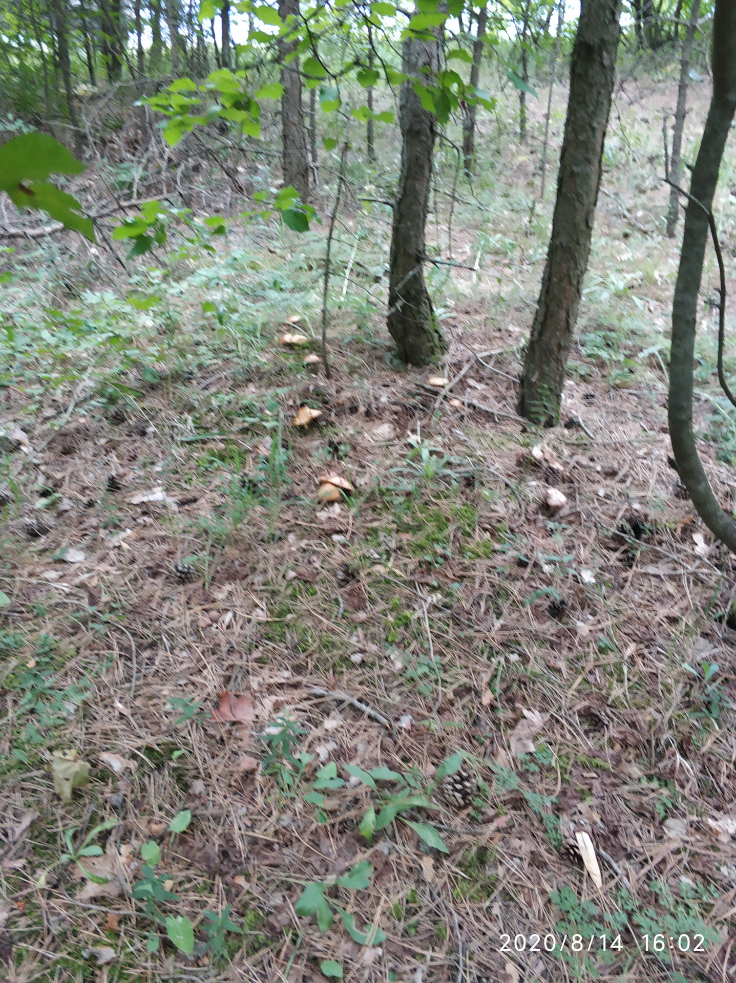 Замена батарейки в штатном брелке. — Honda Fit (3G), 1,5 л, 2015 года ...