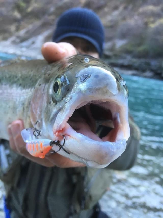 Горно ручьевая форель. Форель калмахи. Горная форель что это. Ручьевая форель мясо. Рыба горная форель.
