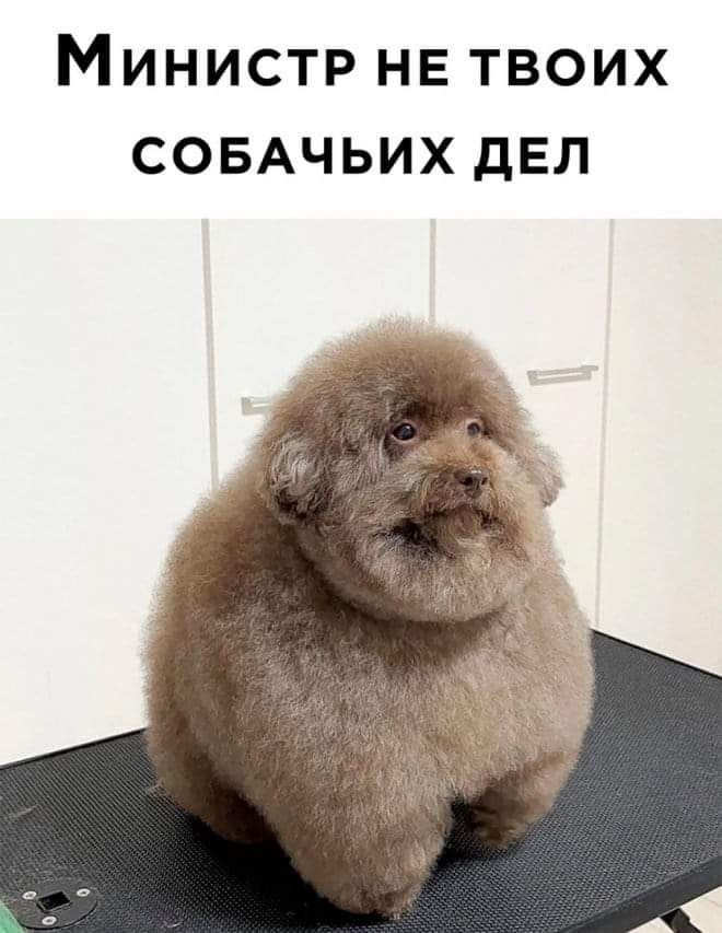 Буравчик мем с собаками