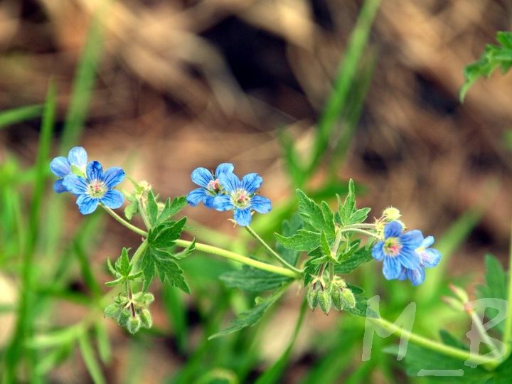 Медведь камень как добраться на машине. Смотреть фото Медведь камень как добраться на машине. Смотреть картинку Медведь камень как добраться на машине. Картинка про Медведь камень как добраться на машине. Фото Медведь камень как добраться на машине