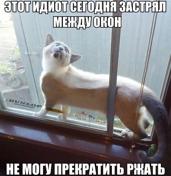 Нажорный зал мем с котом