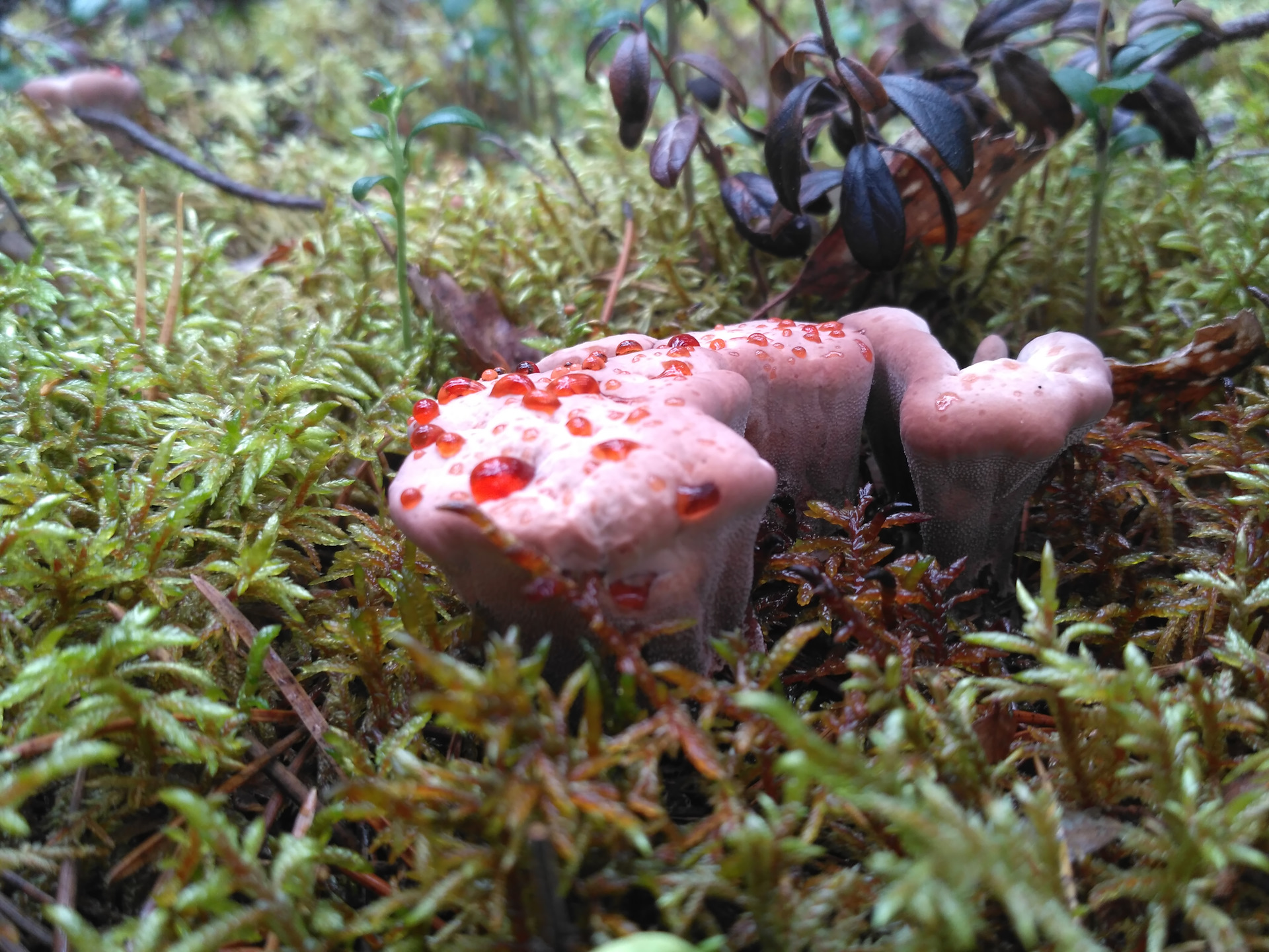 Съедобные грибы Карелии