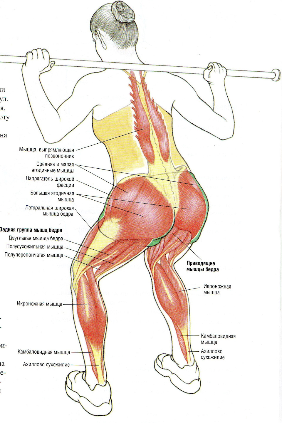Как быстро и эффективно накачать ягодицы. Приседания со штангой мышцы задействованы. Анатомия приседаний со штангой. Приседания со штангой анатомия мышц. Мышцы задействованные при приседании со штангой.