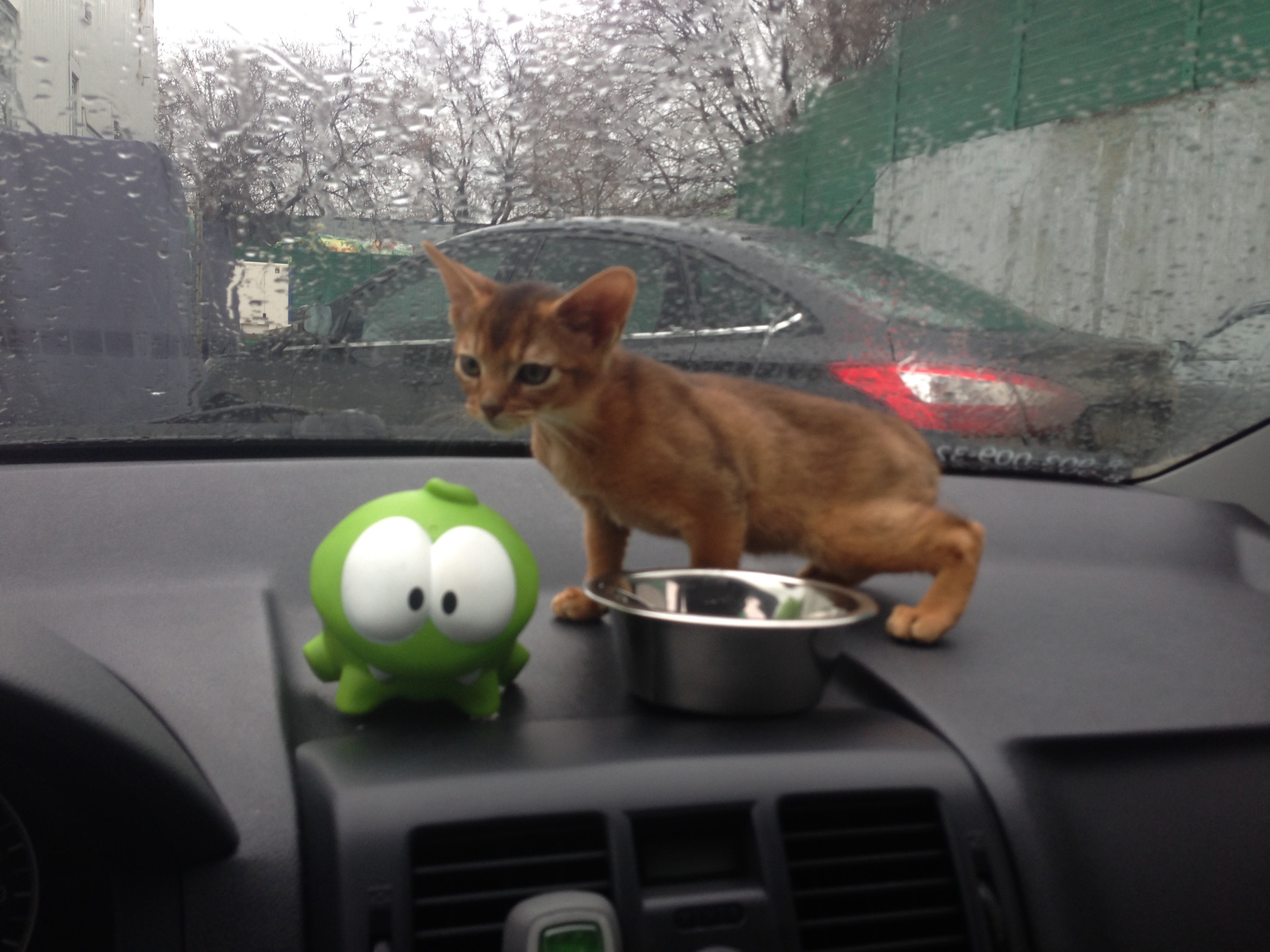 Кот на машине картинки