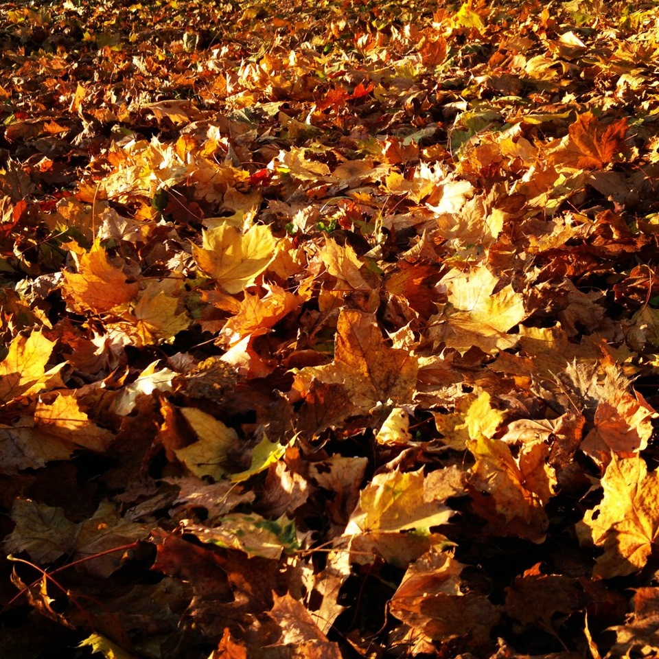 усыпаны листвой. усыпана земля желтыми листьями. усыпаны листвой. усыпаны листвой. ковер из осенних листьев.