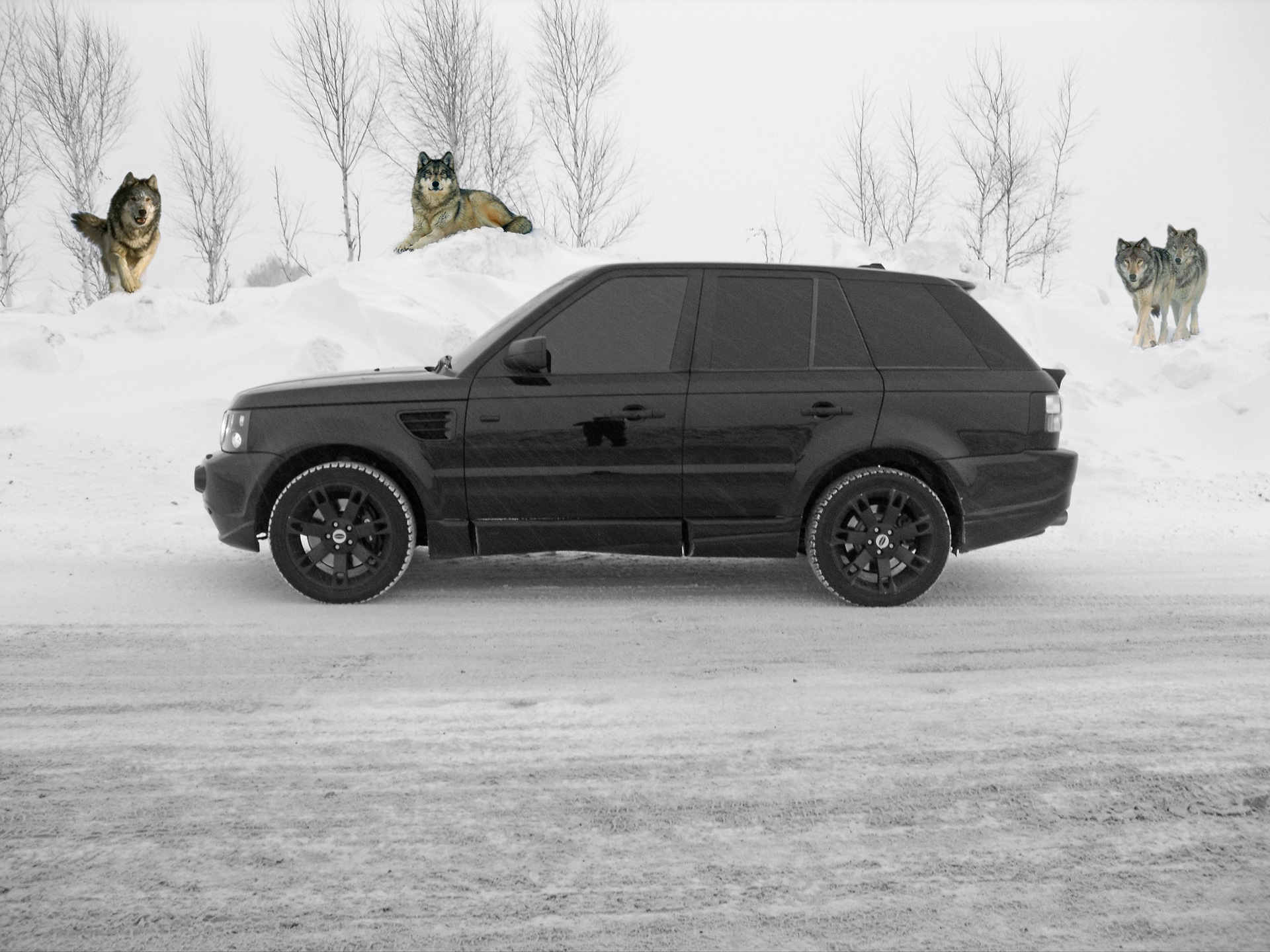 Range Rover и волк