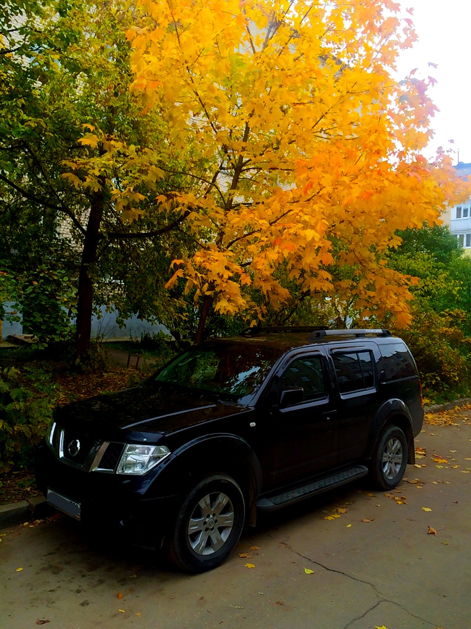 Осень, осень! Ну давай у листьев спросим… — Nissan Pathfinder (3G), 2,5 л,  2005 года | фотография | DRIVE2