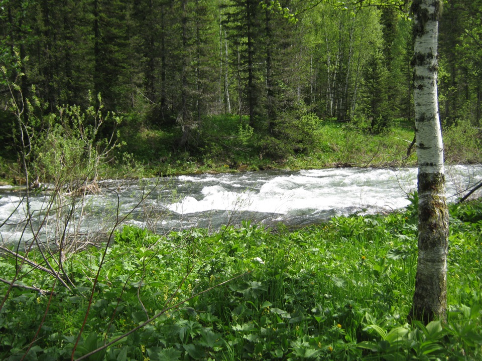 Реши реки. Сибирская Тайга Томь река. Река Амзас. Амзас (приток Томи). Река Амзас Кемеровская область.