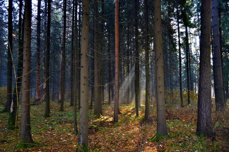 в лесочке…)))))… — DRIVE2