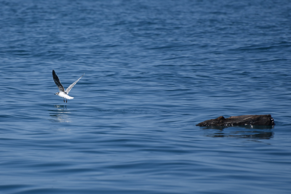 Фото в бортжурнале Ford Explorer (5G)