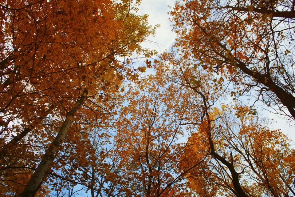 Осенние краски — Mercedes-Benz W123, 3,8 л, 1977 года | фотография | DRIVE2