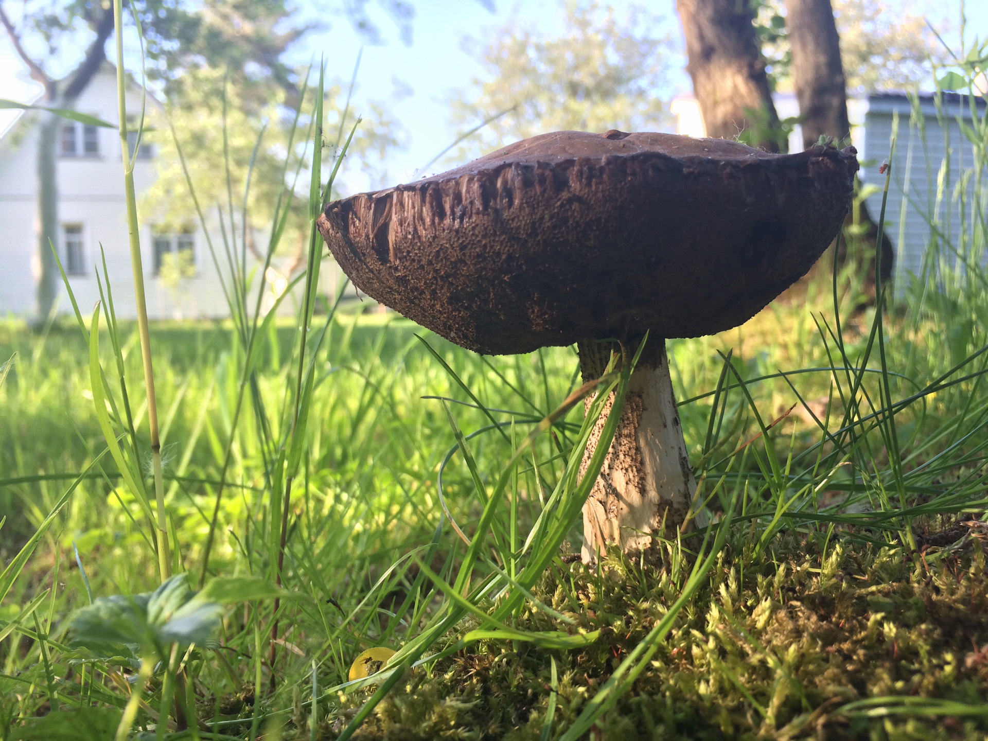 Первые грибы на земле
