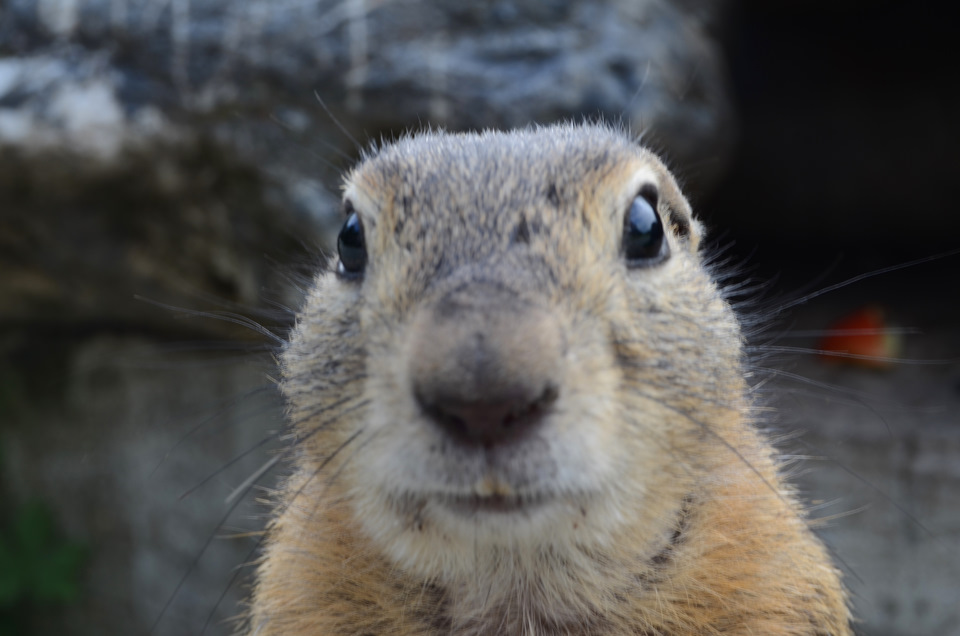 Фото в бортжурнале Subaru Forester (SG)